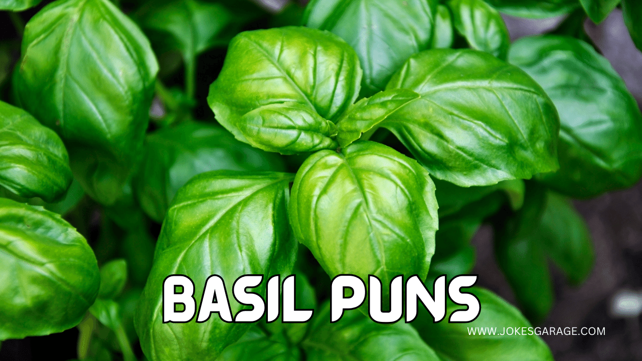 59 Basil Puns And Jokes Jokes Garage