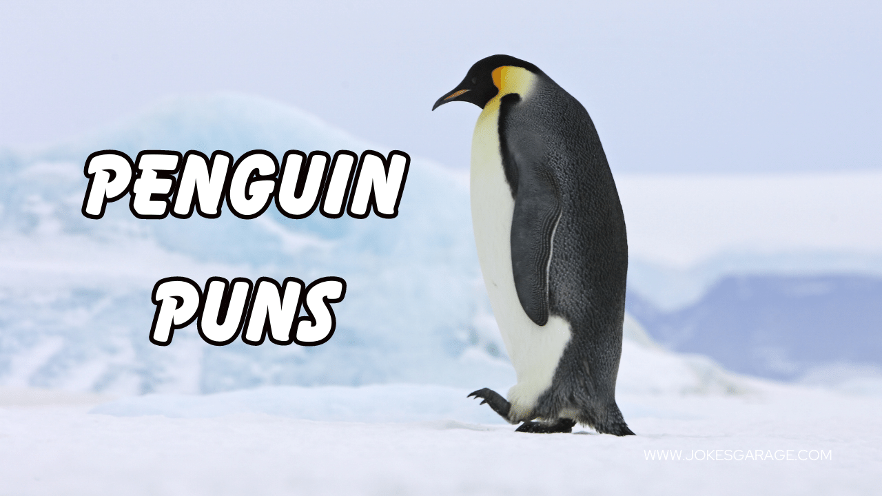 69 Funny Penguins Puns - Jokes Garage