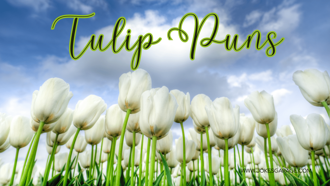 58 Funny Tulip Puns - Jokes Garage