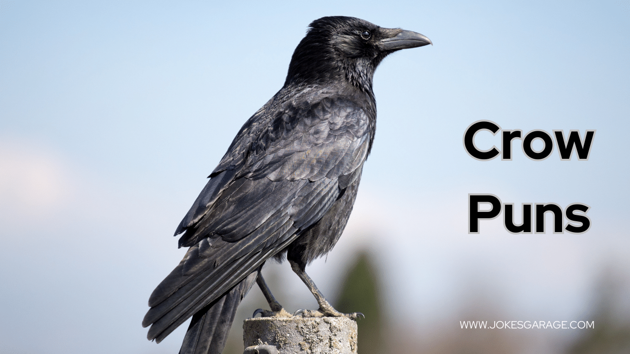 59 Crow Puns One Liners - Jokes Garage