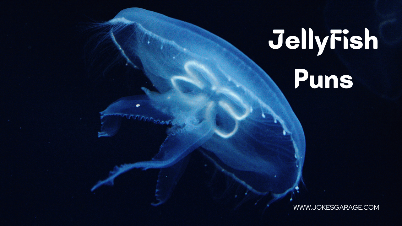 72 Short Jellyfish Puns - Jokes Garage